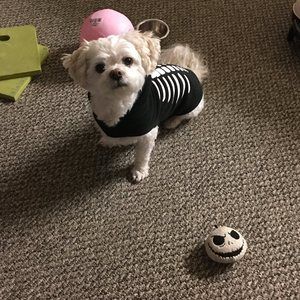 Meet your Posher, Ann